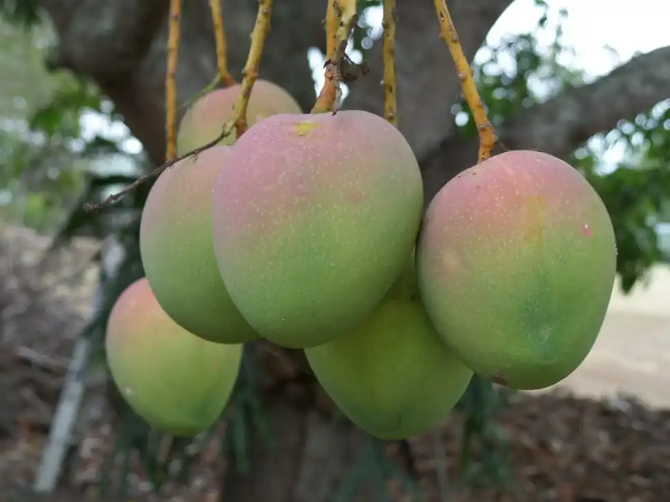 Which Fruit is Called The King of Fruits in India