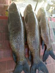 Best Fish in India | A Guide To 10 Varieties For Taste & Nutrition